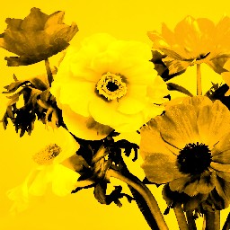 Warhol Yellow 01